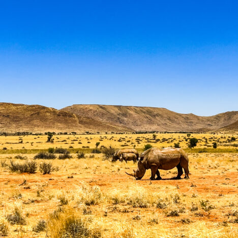 Uniek logeerplekje in Namibië | Overnachten tussen de giraffen in Voigtland Guesthouse